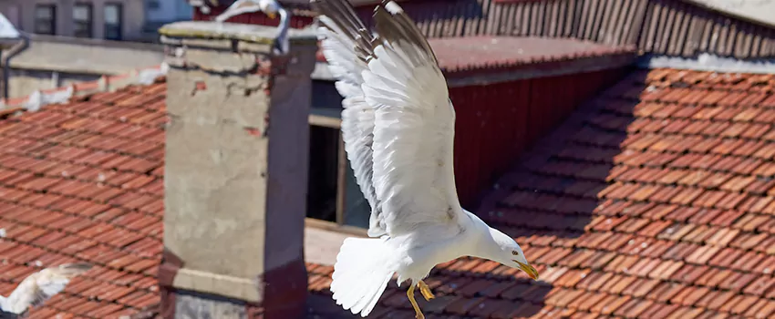 Residential Chimney Animal Removal Solution in Simpsonville, SC